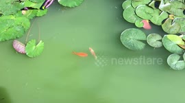 Colorful carps in the pond