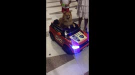 Dog driver