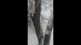 Squirrel in the snow