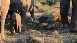 Baby elephants playing