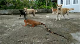 Gutsy iguana faces down clan of barking dogs
