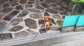 Chihuahua shakes its head: 