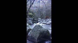 Lord of the Rings Elf’s enchanted forest in Portugal