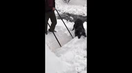 All hands and paws on deck to help with this wet heavy Missouri snow. #Snowmageddon2019 #snowpocalypse2019 https://t.co/RWctZ8cud3