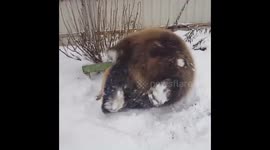 Bear rolling in snow