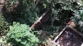 Creepy snake escaping from compund wall