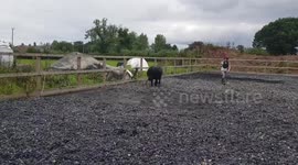 Naughty Shetland throws off kids, then their dad....