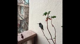 Hummingbird says No thanks