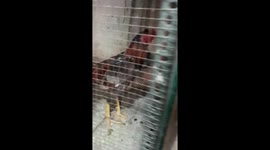 Fighting rooster