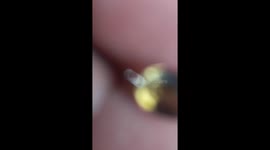 Alaxandrite gem stone