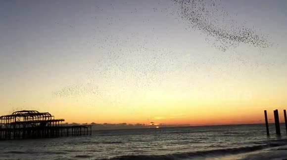 Brighton West Pier Starling Murmuration