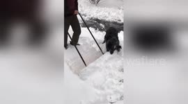 All paws on deck! Helpful pup clears snow from driveway with owner after slow blankets the Midwest