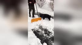 All paws on deck! Helpful pup clears snow from driveway with owner after slow blankets the Midwest