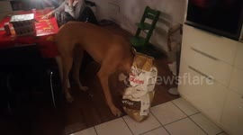 Greedy Great Dane gets caught with his head stuck in a food bag