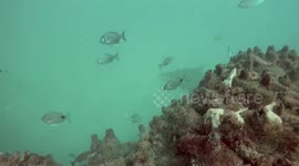 Diving with the World's Most Intimidating Looking Shark... the Ragged-tooth