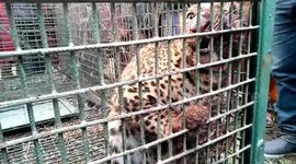 Forest officials catch a wild leopard that entered inside a village and created a panic among the villagers in West Bengal, India
