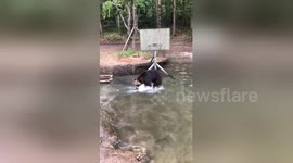 Newsflare Edit - Tourists are surprised when they see a performance playing basketball and stopping the bus to get the food of the bears