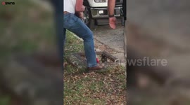 This is the horrifying moment a seven-foot-long alligator was pulled twisting and chomping out of a sewer by two animal control officers