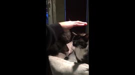 Dog learning to pet a cat