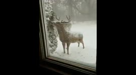 We have a visitor this morning... https://t.co/UWE7aIfq5y