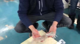 Fish market shows kids how to clean calamary