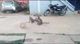 Cool cat sits unfazed as band of monkeys tries to engage it in friendly fight