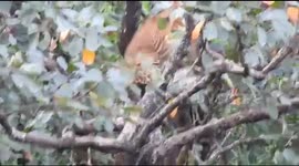 Leopard Mating Rituals