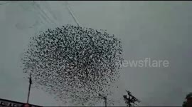 A flock of birds makes vivid shapes, adorns the beautiful evening sky in Western India
