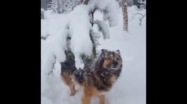 Bear playing in snow