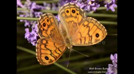 Wall Brown Butterfly Lasiommata megera female feeding on Lavender, Ardeche, France