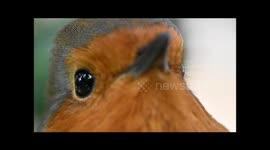 European Robin Erithacus rubecula male singing his sub song on a dull January day