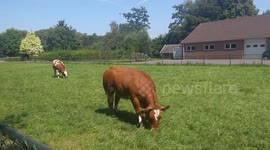 Satisfying sound from cows chewing on the grass