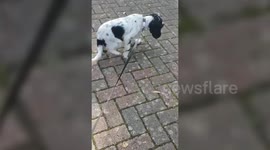 A charity are trying to raise money for a puppy that was hurled from a moving van