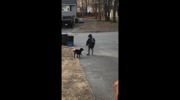 Dog enthusiastically greets owner after he gets off school bus