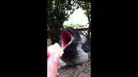 Little grey crow eating lunch