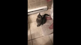 Cat obsessed with freshly showered human