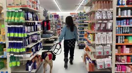 Girl who could die from any strong smell is saved by a specially-trained dog