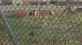 Black and gray rabbits in the wild.