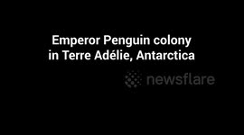 Early lives of Emperor penguins as they venture into the sea recorded for first time