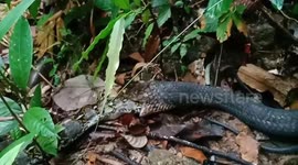 Horrifying footage shows king cobra swallowing python after deadly duel