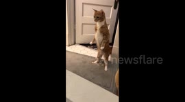 Startled cat stands on hind legs and stares at fizzling bath bomb