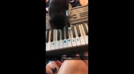 Jasper playing on the keyboard