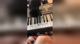 Newsflare Edit - Jasper playing on the keyboard
