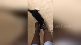 Newsflare Edit - Jasper