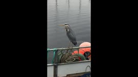Grey Heron in the port.