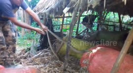 Stunning moment rescuer pulls out two venomous snakes from same spot
