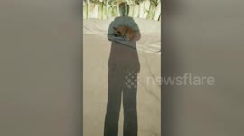 河北衡水 一只喜欢晒太阳的狗狗