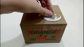 Cute Cat Steal Coin Money Saving Box