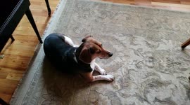 Adorable dog plays piano and sings along while baby sister stands by!