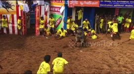 Bull  gorge & rip of tamer trousers in southern India.